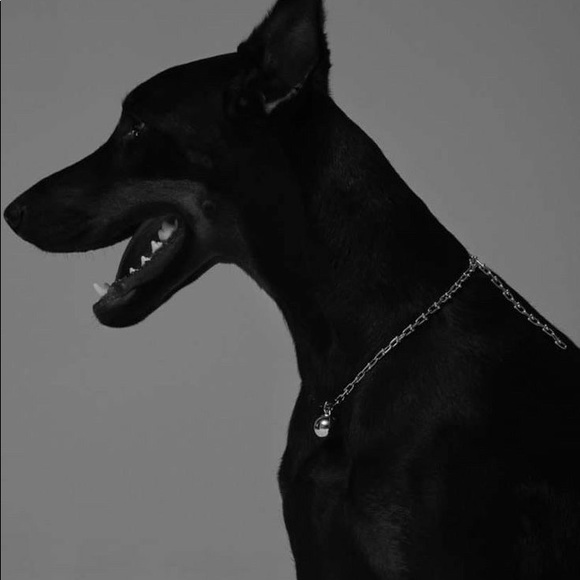 Meet your Posher, Zaria - Picture 1 of 1